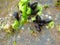 Ostreidae oyster on sea shore rocks edible marine sea food