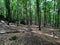 The Ostreznik nature reserve near Zloty Potok in Poland with single limestone rocks