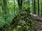 The Ostreznik nature reserve near Zloty Potok in Poland with single limestone rocks