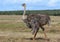 Ostrich at the Addo Elephant National Park in South Africa