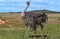 Ostrich at the Addo Elephant National Park in South Africa