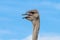 Ostrich at the Addo Elephant National Park in South Africa