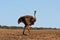 A ostrich in Addo Safari Park, South Africa