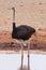 An ostrich in Addo Safari Park, South Africa