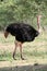 Ostrich in Africa