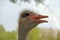 Ostrich african animal animals avian background