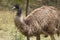 Ostrich animal form Africa black head