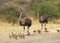 Ostrich - Animal Moms