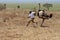 Ostrich attack in Tarangire National Park in Tanzania