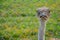 Ostrich behind the net. Long distance focus