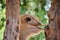 Ostrich behind the wood pole