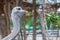 Ostrich is bending his neck to peck green leaves as feeding, his eyes is staring at the tourist