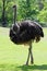 Ostrich bird