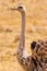 Ostrich bird in closeup