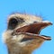 Ostrich bird in closeup