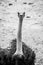 Ostrich bird with dark feathers and long neck looking into camera in black and white