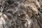 Ostrich bird feather brown texture background