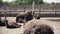 Ostrich bird flock on farm field. Group of big ostriches. Slow motion shot