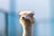 Ostrich bird front portrait on the farm blue background. Ostrich head and neck.