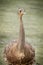 Ostrich bird front portrait in the park