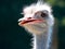 Ostrich bird head and neck front portrait closeup