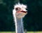 Ostrich bird head and neck front portrait in the farm