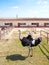 Ostrich bird head and neck portrait in paddock farming barn