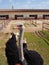 Ostrich bird head and neck portrait in paddock farming barn