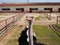 Ostrich bird head and neck portrait in paddock farming barn