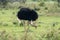 Ostrich bird in the Masaai Mara Reserve - Kenya, East Africa, eating