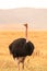 Ostrich bird in the Ngorongoro crater National Park. Safari Tours in Savannah of Africa. Beautiful wildlife in Tanzania, Africa