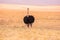 Ostrich bird in the Ngorongoro crater National Park. Safari Tours in Savannah of Africa. Beautiful wildlife in Tanzania, Africa