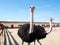 Ostrich bird in paddock, farm building barn. Breeding farming