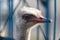 Ostrich bird profile portrait on the farm background. Close-up.