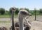 Ostrich birds at an ostrich farm in holland in springtime