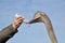 Ostrich with bottle for feeding