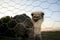 Ostrich breeding in bahia