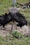 Ostrich breeding in bahia