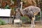 Ostrich at Buffalo Village in Suphanburi Thailand