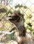 ostrich in a cage in zoo in summer under the open sky. ostriches in russia, ostriches in captivity, sochi