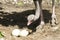 Ostrich Checking Big Eggs