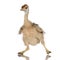 Ostrich Chick