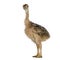 Ostrich Chick