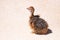 Ostrich chick sitting on sand