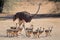 Ostrich with chicks