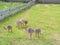 Ostrich chicks in group on farm, ostrich farming