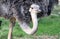 Ostrich Close-Up