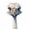 Ostrich Close-up Flat Drawing Front View White Background 8k Ultra-clear