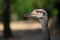 Ostrich Close up portrait