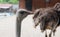 Ostrich Close up portrait, Close up ostrich head Struthio camelus